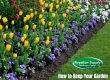 How to Keep Your Garden Beds and Lawn Looking Great All Summer Long